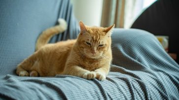 orange-cat