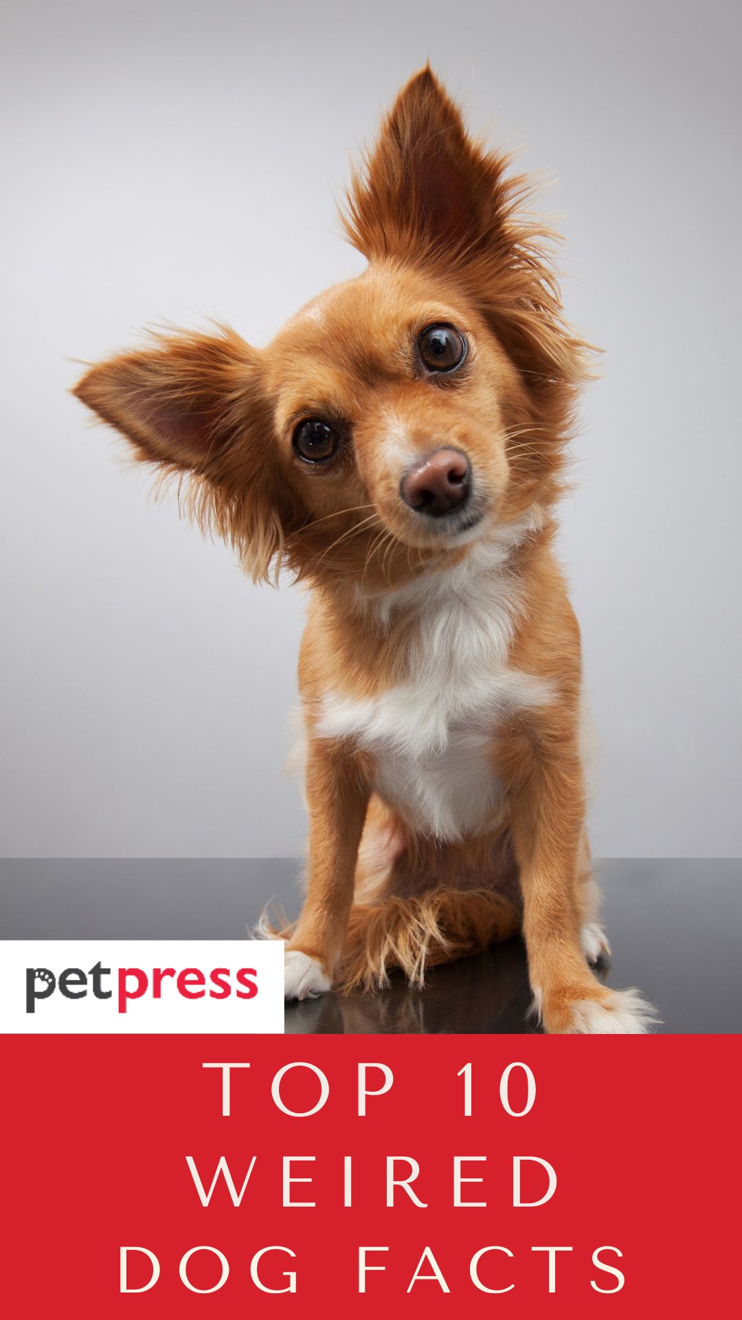 weird-dog-fact
