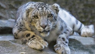 Animal Names Starting with S: