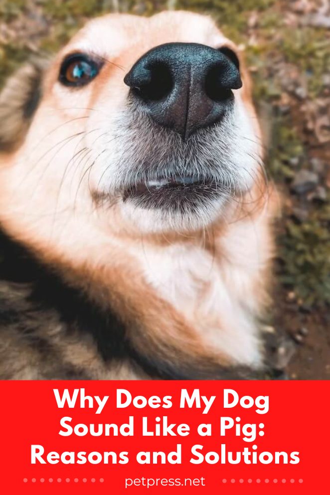Why does my dog sound like a pig