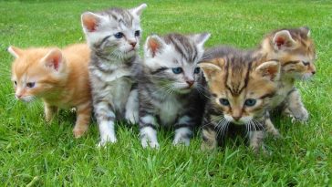 cats