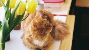 cats-like-to-be-pet