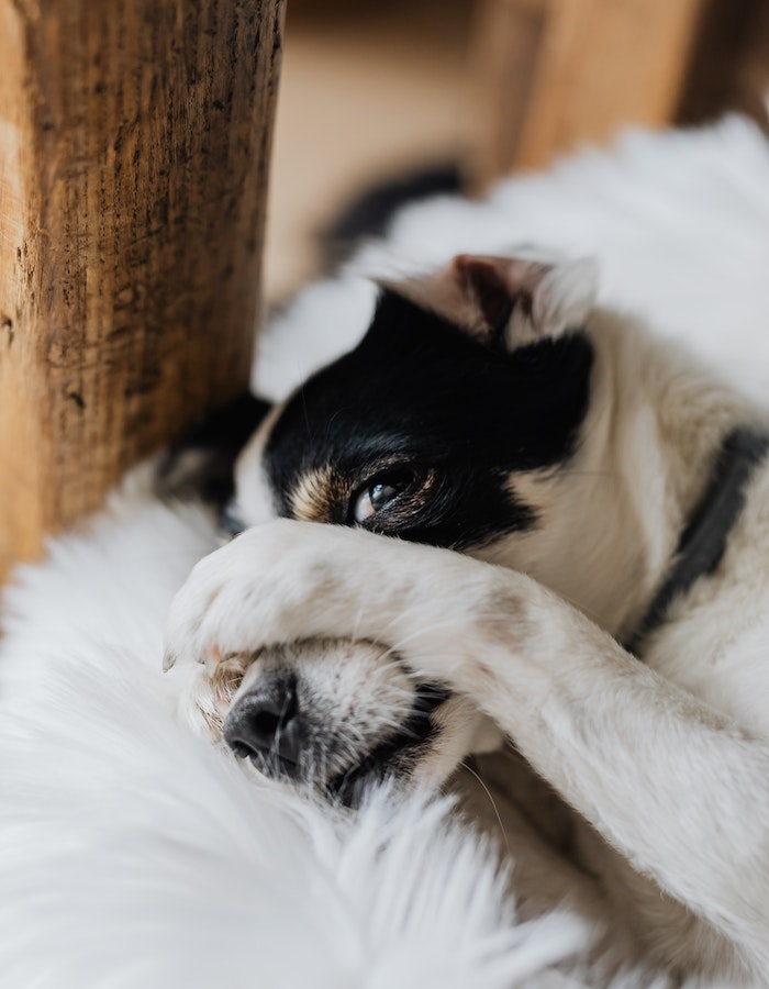 embrassed-dog