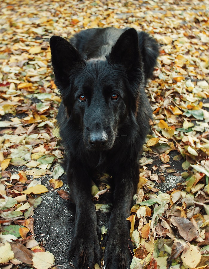 embrassed-dog