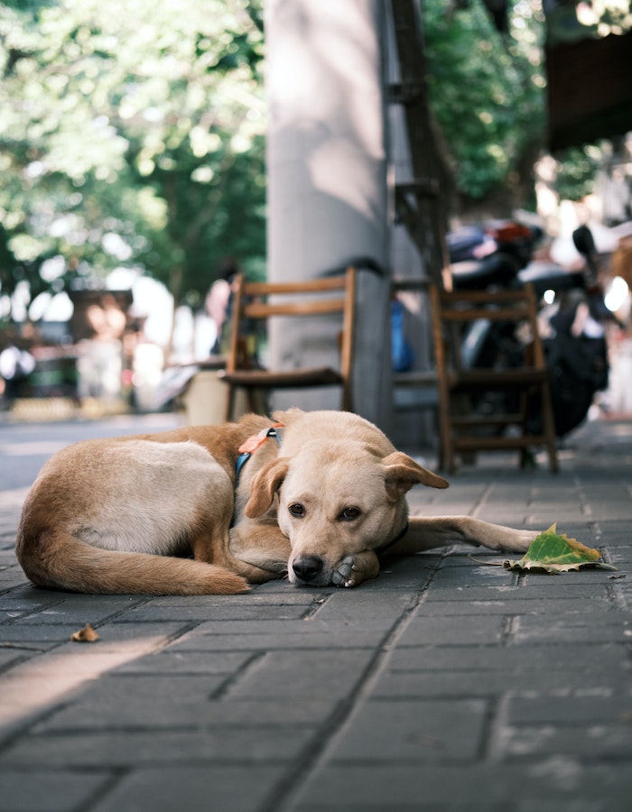 embrassed-dog