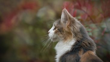 smart-cat