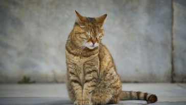 why do female cats spray