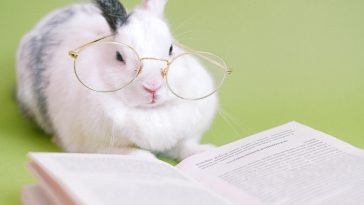 Cutest pets you can legally own