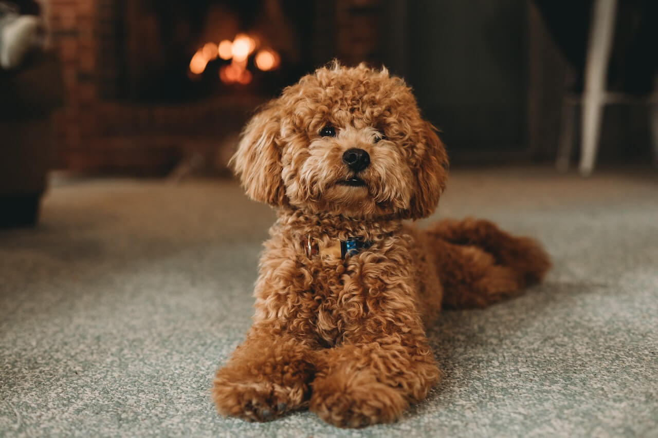 Puddle Pet 5 Types of Poodle breed: A Guide To Curly-Haired Pets