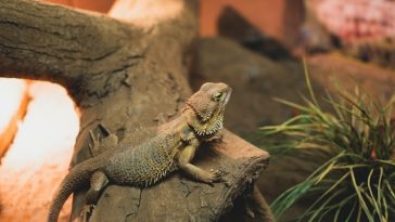 bearded-dragon-happy
