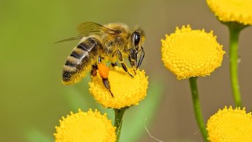 bee-facts