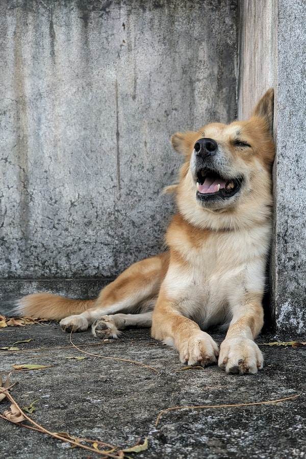 dog-scooting