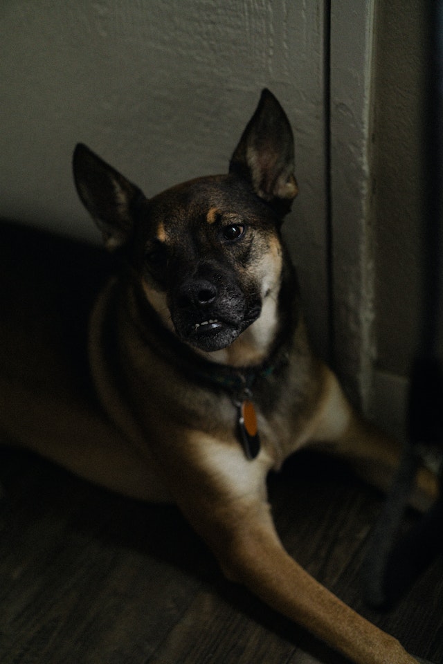 dog-vomit