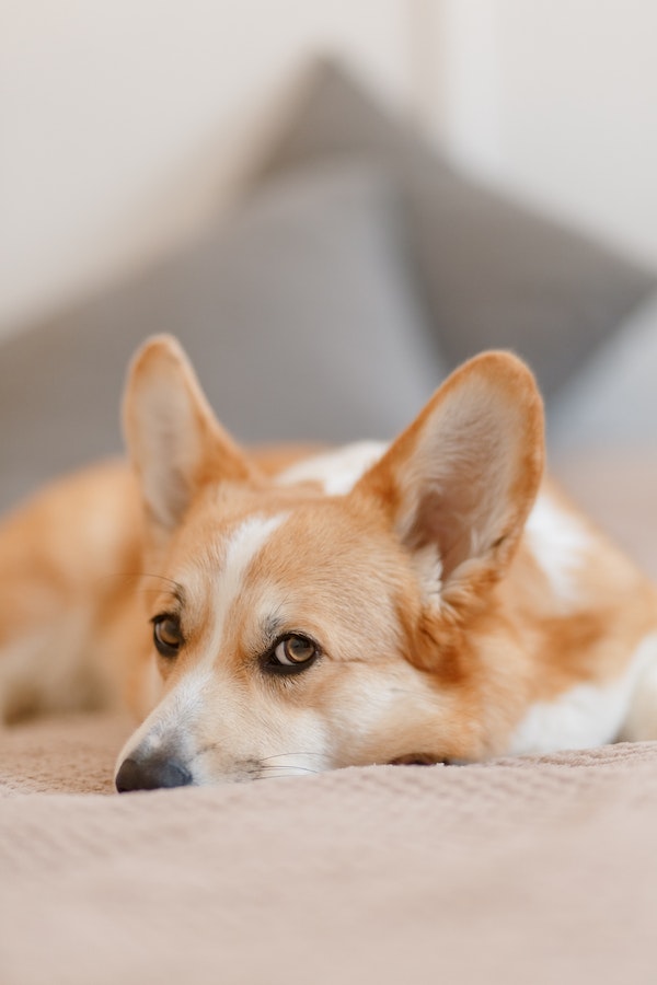 dog-vomit