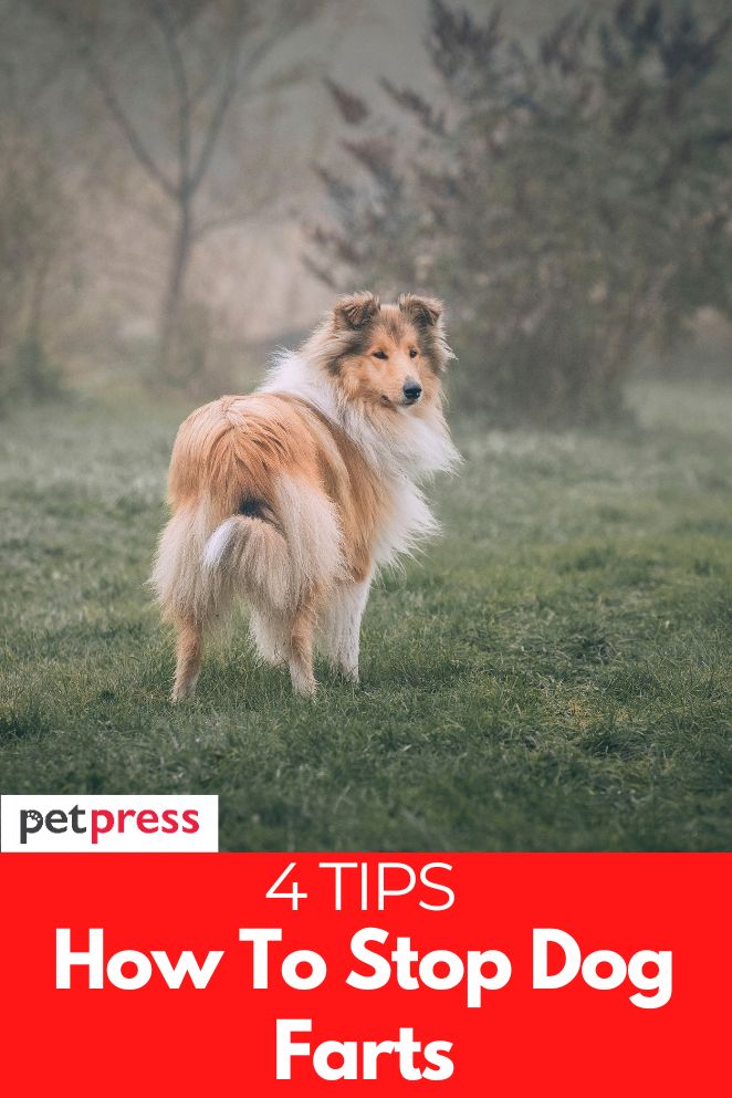 how to stop dog farts