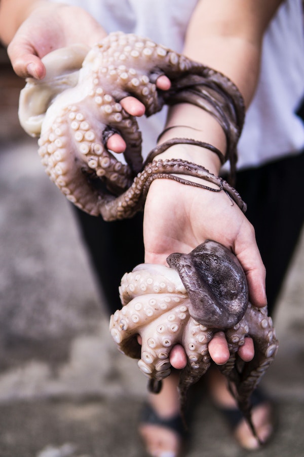 octopus