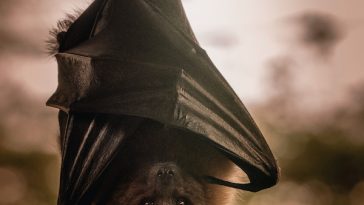 bat