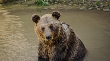 bear-facts