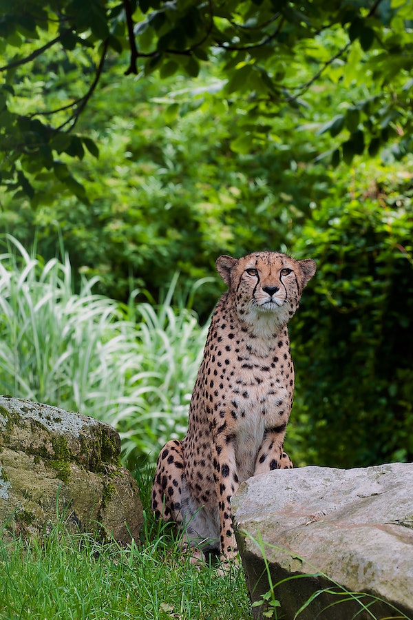cheetah-facts