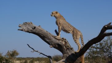 cheetah-facts