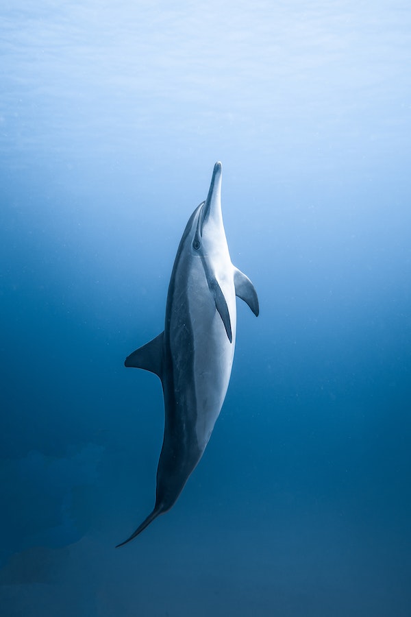 dolphin-facts