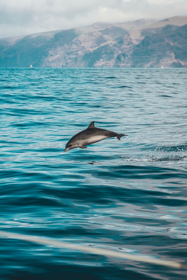 dolphin-facts