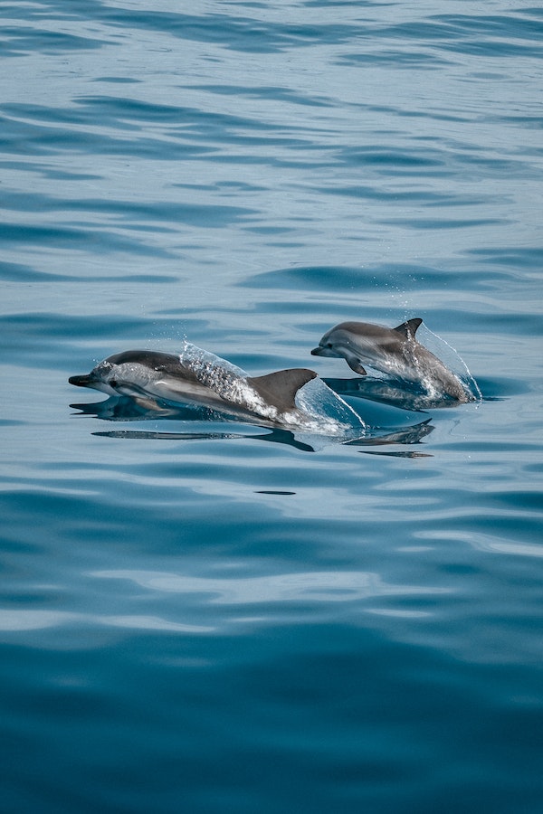 dolphin-facts