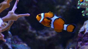 fish-sleep