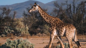 giraffe-facts