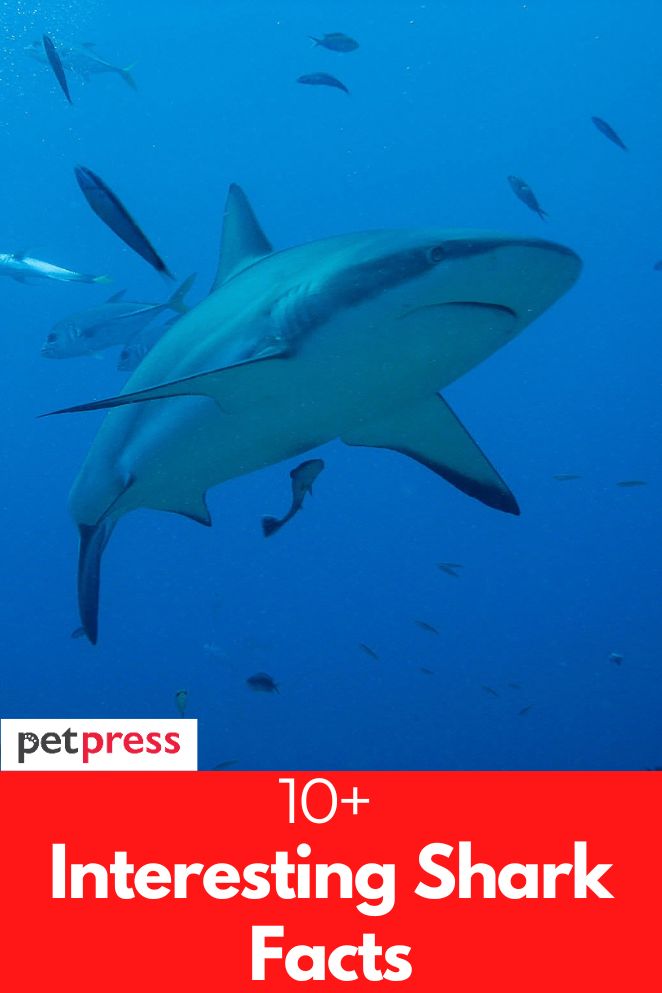 interesting shark facts
