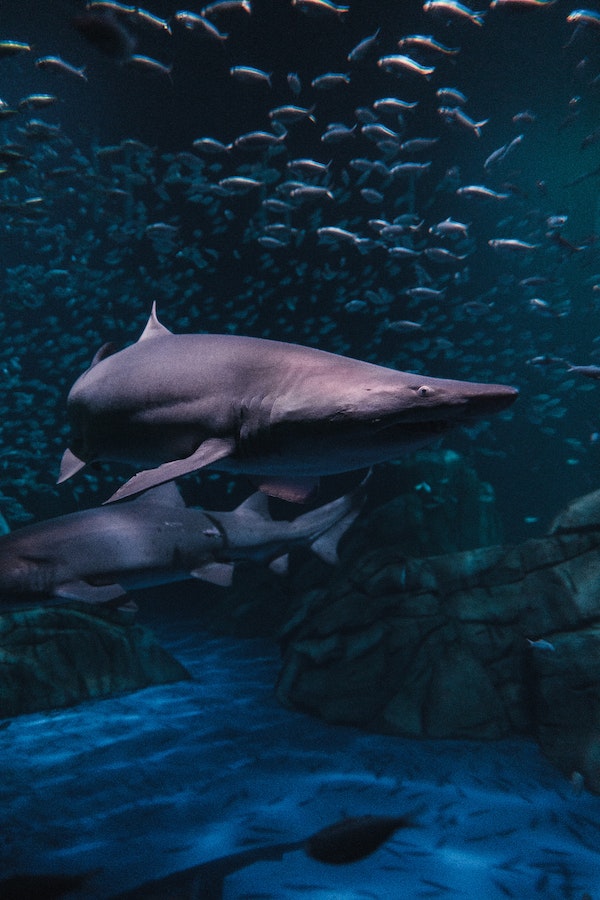 shark-facts