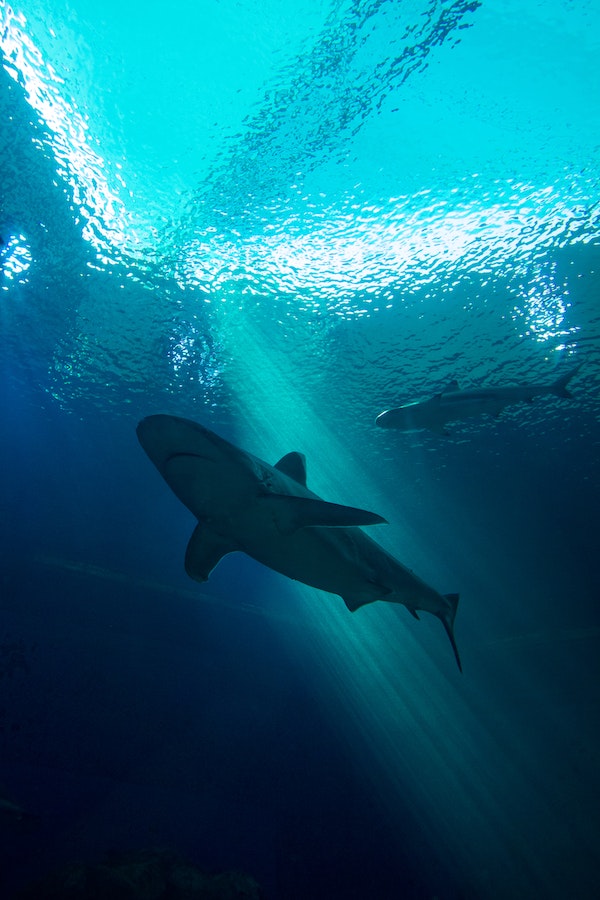 shark-facts