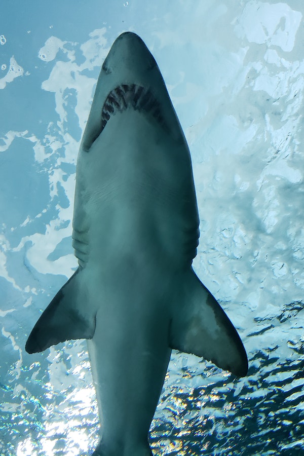 shark-facts