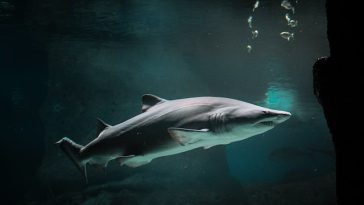 shark-facts