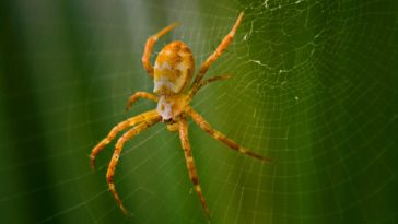 spider-facts