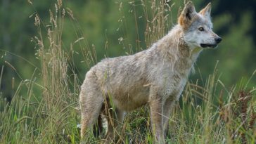 wolf-facts