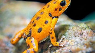 frog-facts