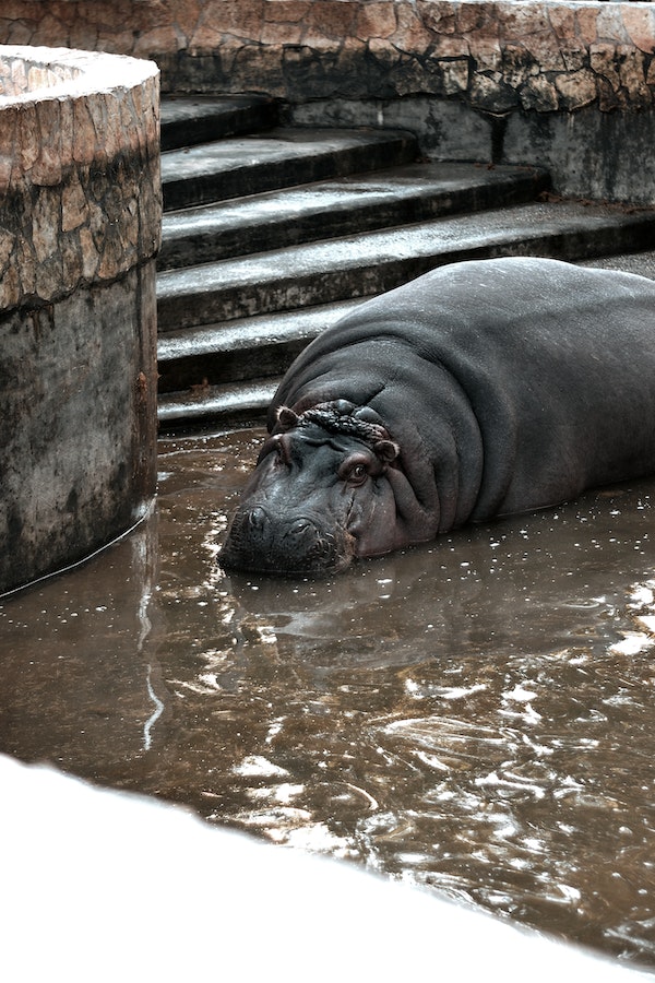 hippo-facts