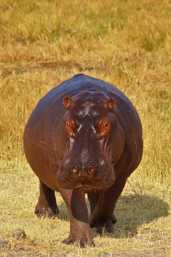 hippo-facts