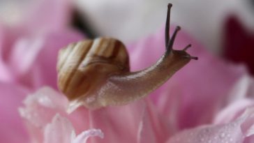slug-facts