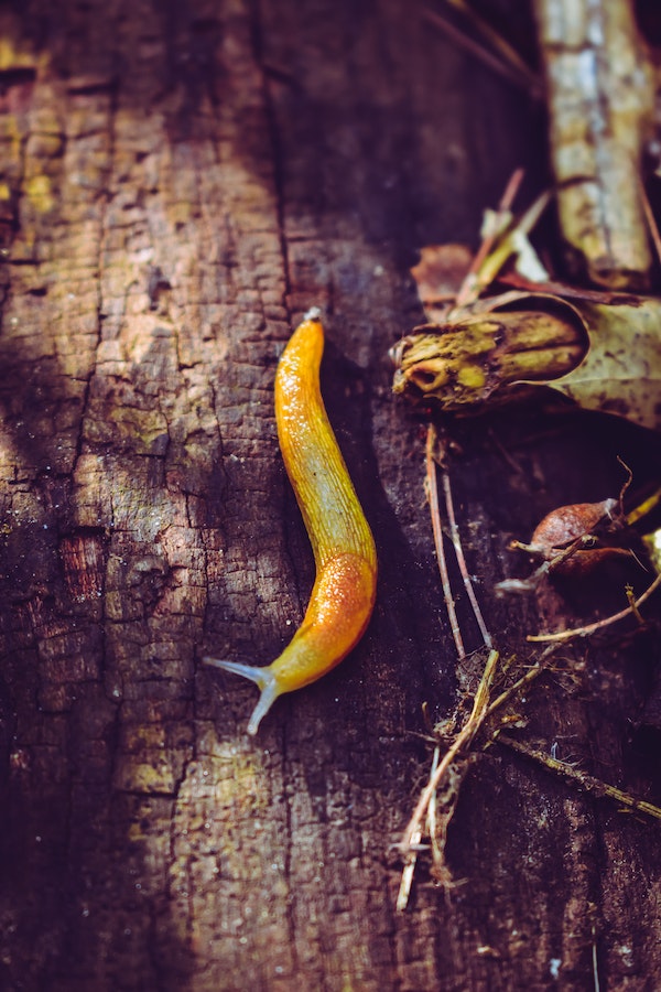 slug-facts