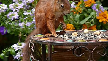 squirrel-facts
