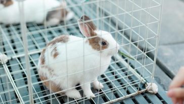 Can rabbits be litterbox trained