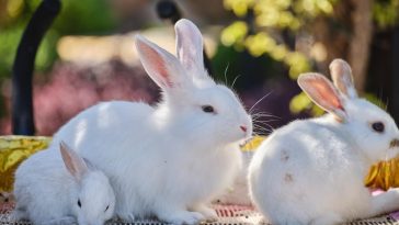 How much do rabbits cost
