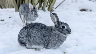Large rabbit breeds