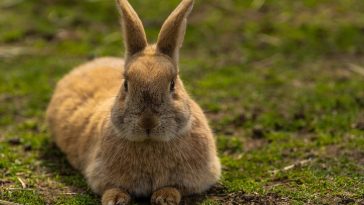 Rabbit breeds