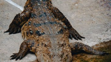 alligator-facts