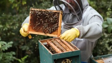 beehive