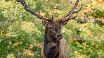 elk-facts