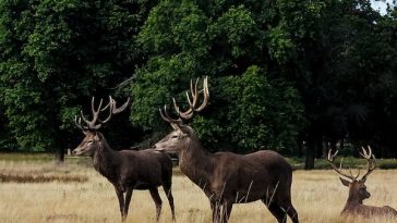 moose-facts